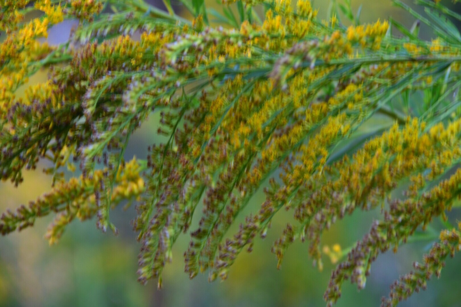 加拿大一枝黄花(原创)|一枝黄花|植物|生存权_新浪新闻