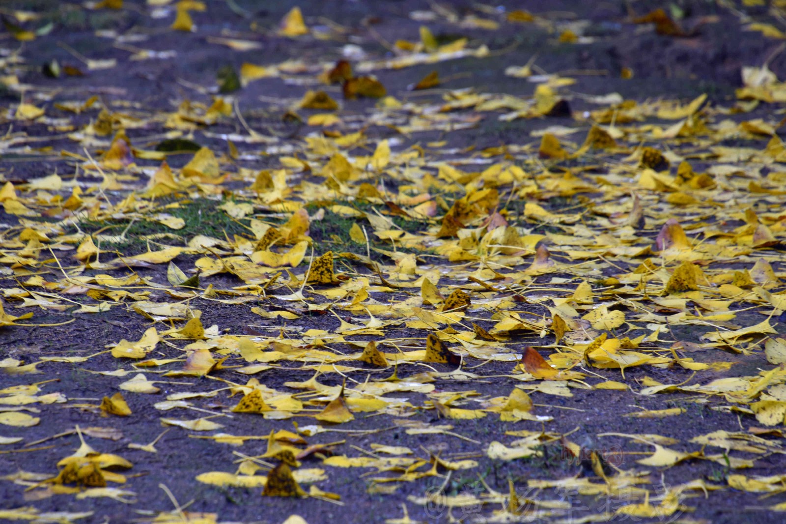雨中的银杏【原创摄影】
