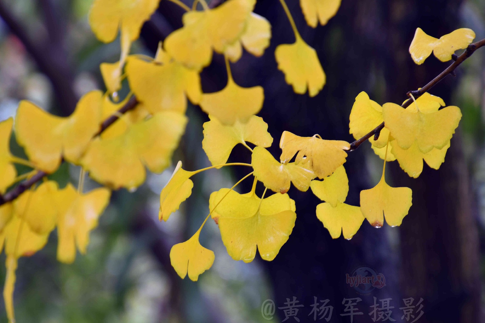 雨中的银杏【原创摄影】