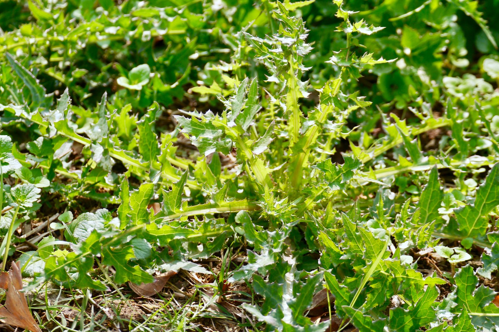 苦苣菜又名苦菜苦荬菜小鹅菜花果期512月