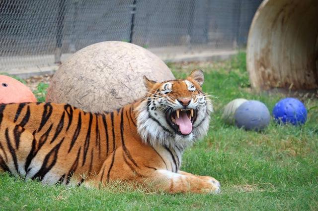 瘦到脱形掉毛的老虎看到肉拼命吃,好欣慰它最终恢复成漂亮模样|大虎