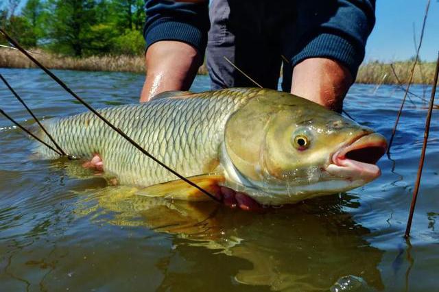 黑坑钓草鱼:钓位,打窝,调标,"冷门"高招!