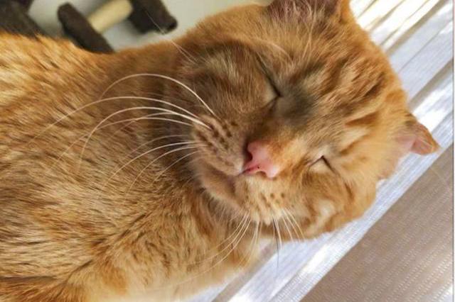 总是一张悲伤脸的呆萌大橘猫,却经历过一段不为人知的悲惨经历