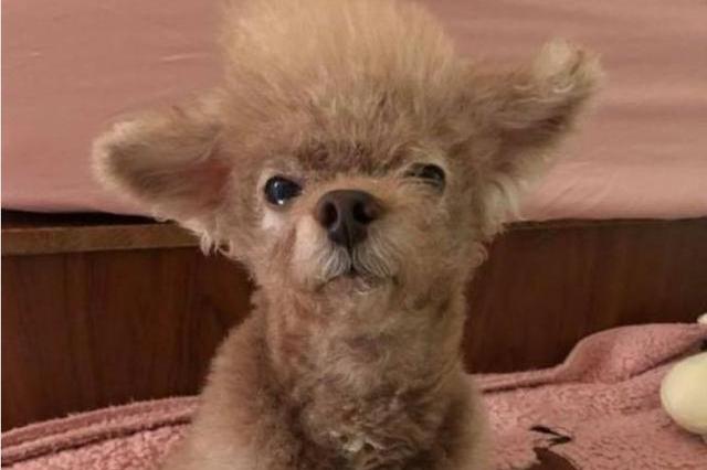 好好的一只小泰迪,长成了羊驼的样子,蠢萌蠢萌的