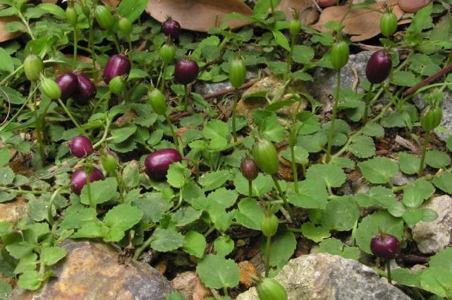 有种植物,如果在地里发现它,可不要除掉,当前真的好珍贵|玉带草|铜锤