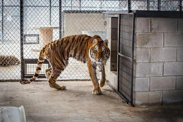 瘦到脱形掉毛的老虎看到肉拼命吃好欣慰它最终恢复成漂亮模样