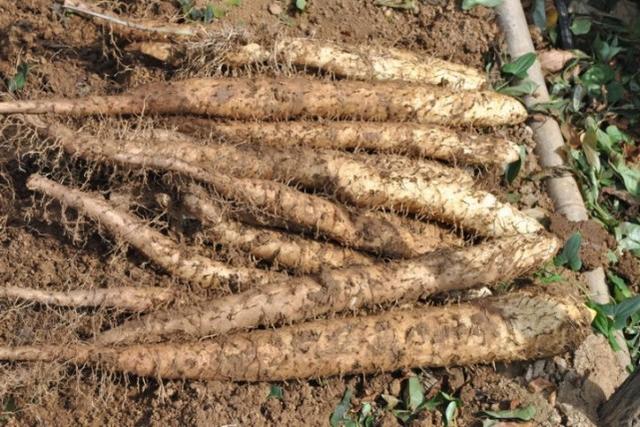 农村很常见的一种植物,被称为减肥美容的上上品,很多人却不知道|山药