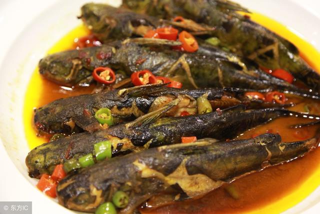 戈雅鱼是一种淡水鱼,你捏它时会发出戈雅戈雅的声音,很扎手,你们有没