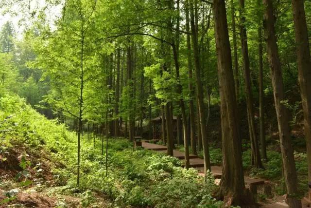 这是河南最西部的森林公园,有着最原始的生态环境!避暑可得劲