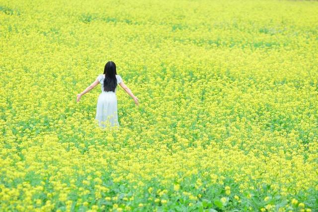 一下车,就被淡淡的清香给围住,举头望去,一片黄烂烂的|清香|油菜花