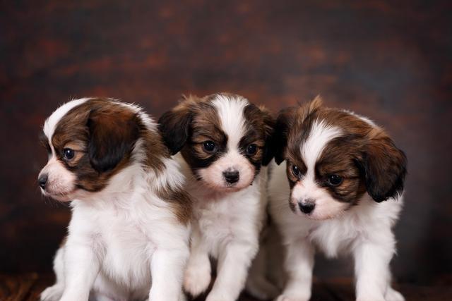 一种喂养人群比较少的犬种,智商却很高,它就是蝴蝶犬,你知道吗