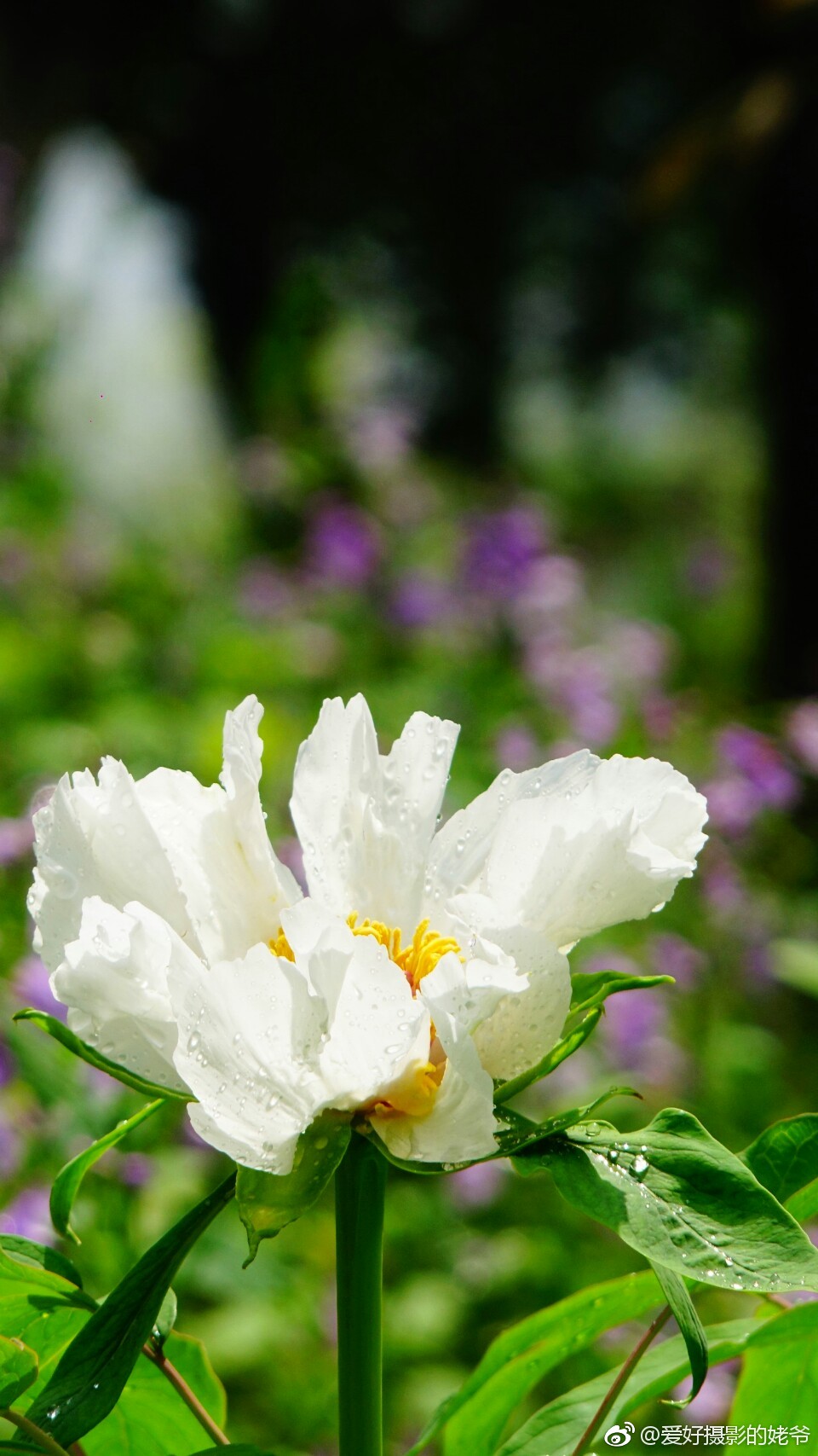 白牡丹白如雪润似玉