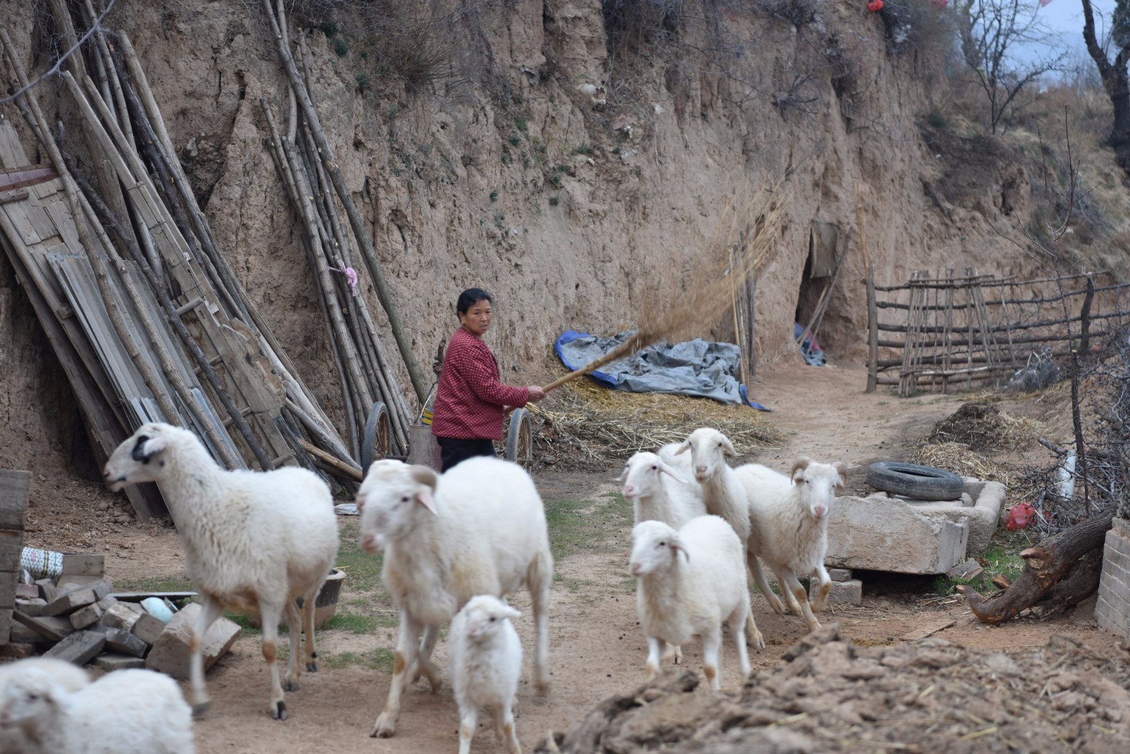 儿死窑塌3个女儿靠不上,7旬老人蜗居山沟,养羊为生