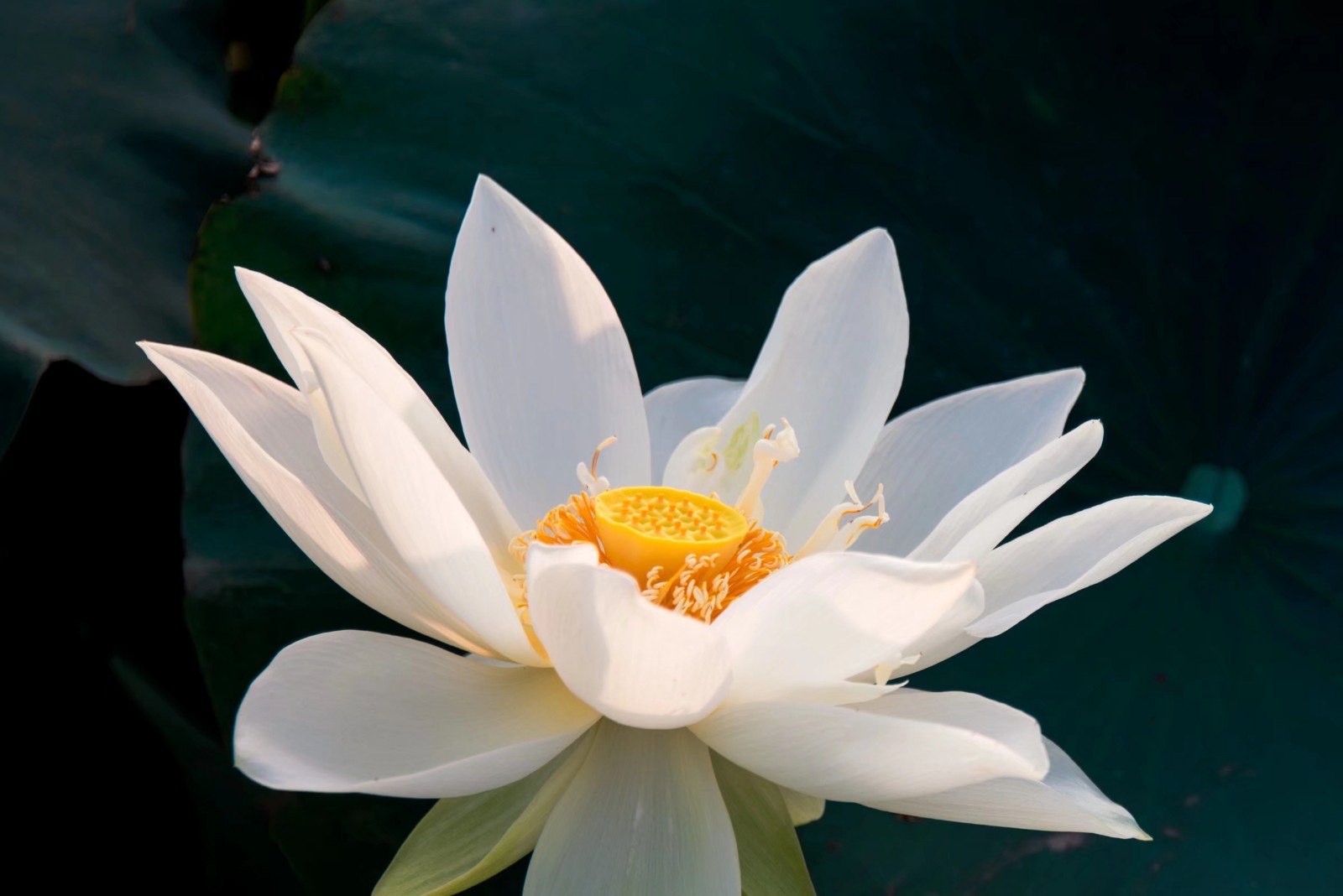 细嗅深看暗断肠从今无意爱红芳圣洁的白莲花