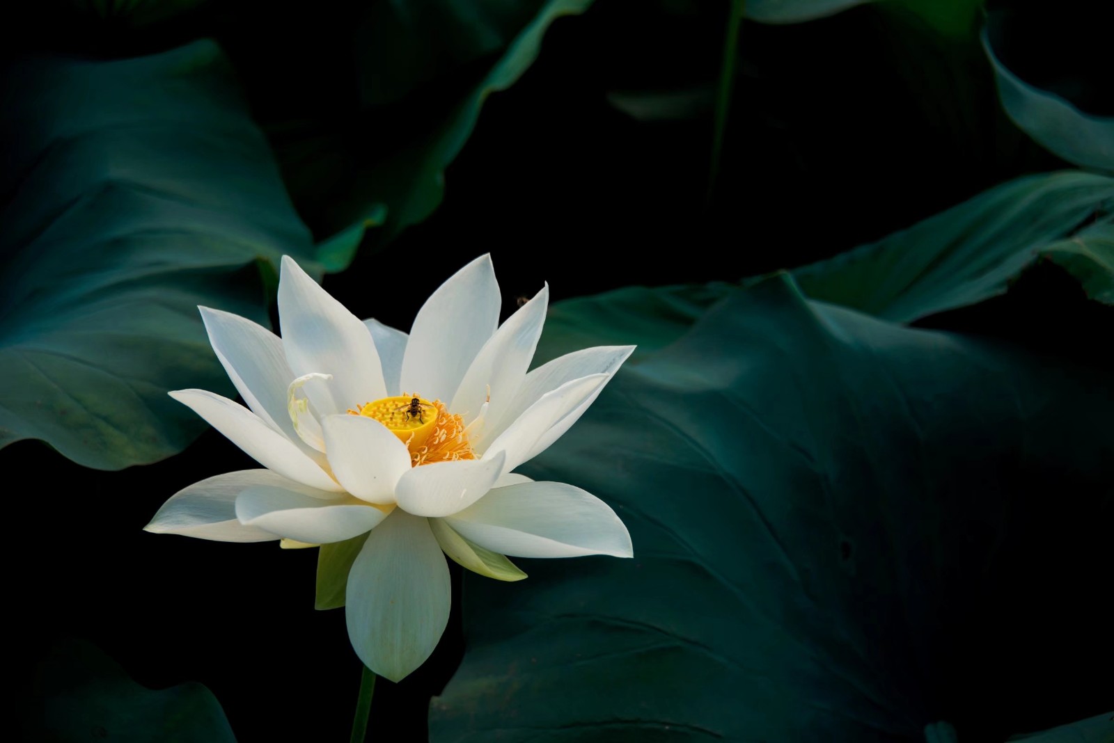 细嗅深看暗断肠从今无意爱红芳圣洁的白莲花