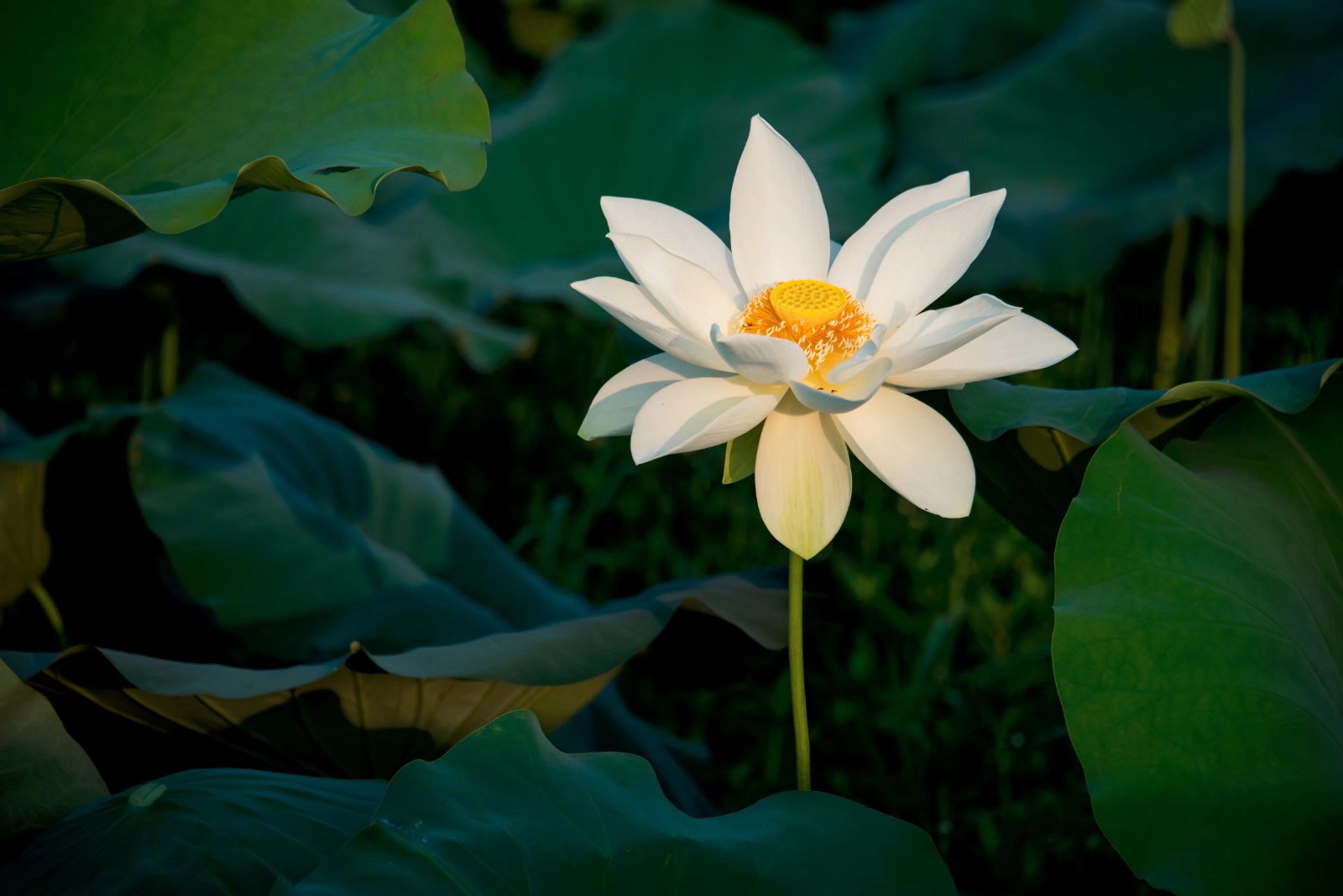 细嗅深看暗断肠从今无意爱红芳圣洁的白莲花