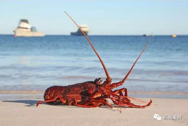 西澳红龙,原来你是一只脚踏入"艺术界"的龙虾