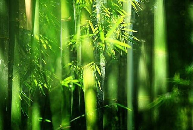 描写竹子的古诗词精选竹之情诗人的情感与竹子完美的结合