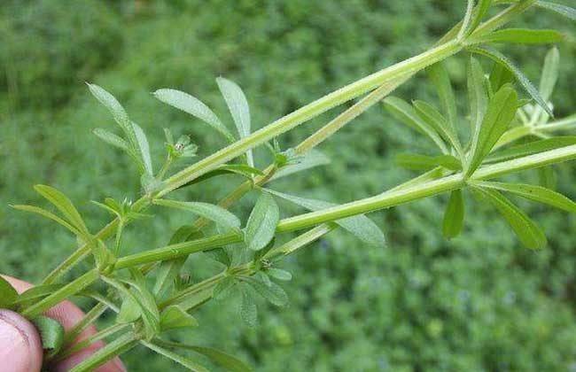 这种野菜叫做"血见愁",止血消肿有奇效