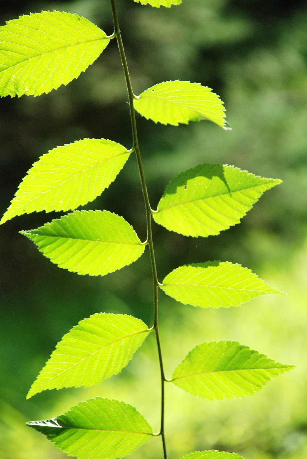 阳光下榆树的叶子也非常漂亮原创摄影