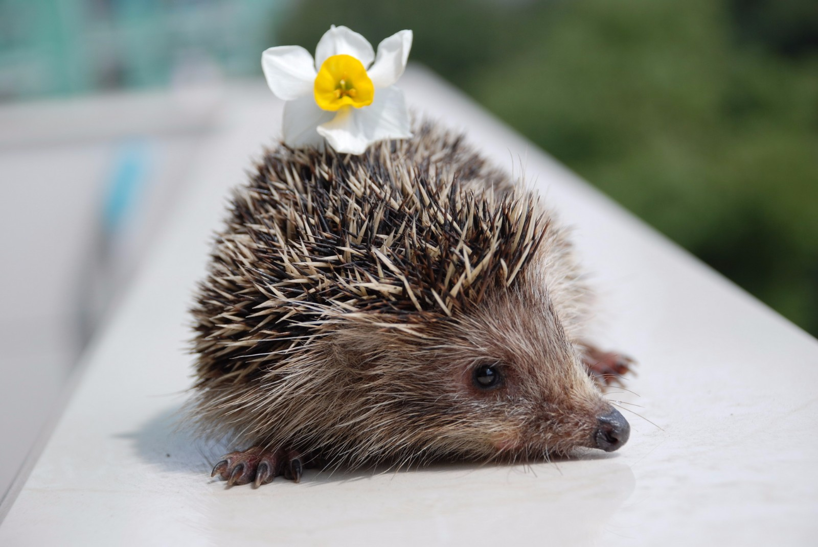 刺猬妈妈生小刺猬,到底有多疼?看完感叹母爱伟大|刺猬|皮肤出血|刺刺_