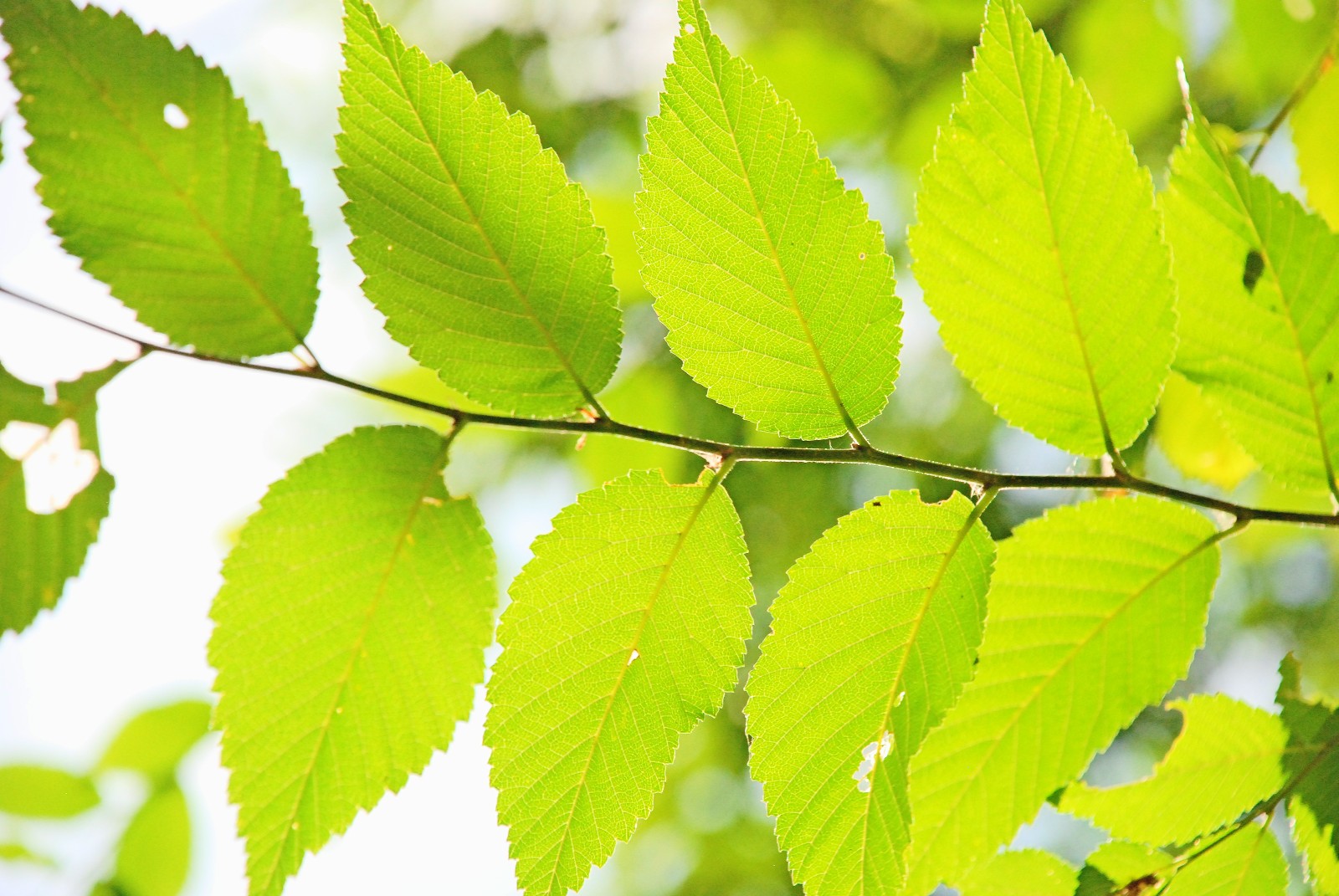 阳光下榆树的叶子也非常漂亮原创摄影