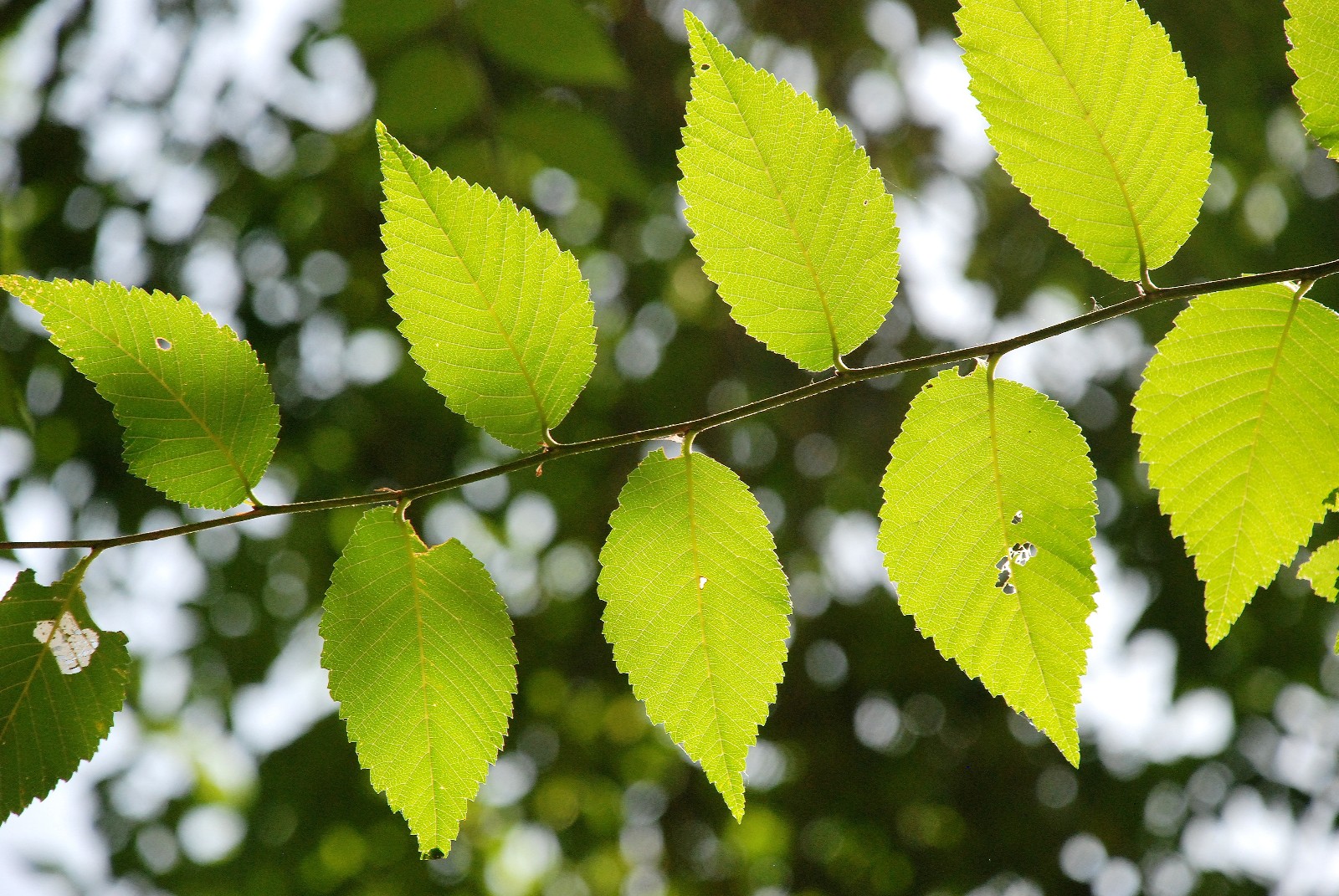 阳光下榆树的叶子也非常漂亮原创摄影