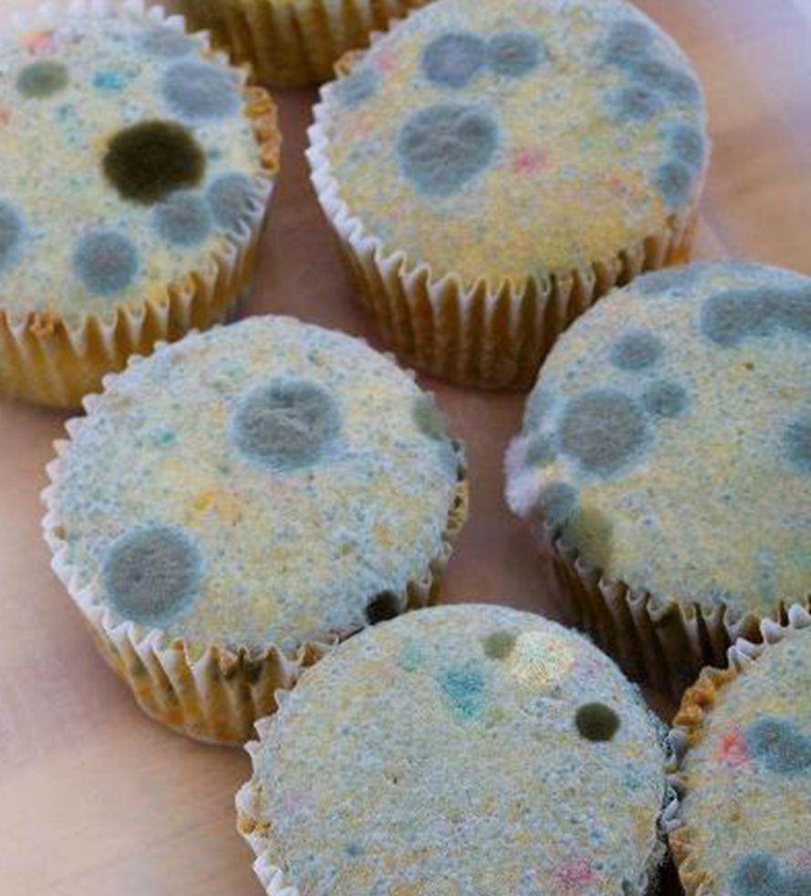 假如你被50个丧尸围在房间里只剩5种发霉食物你会选吃什么