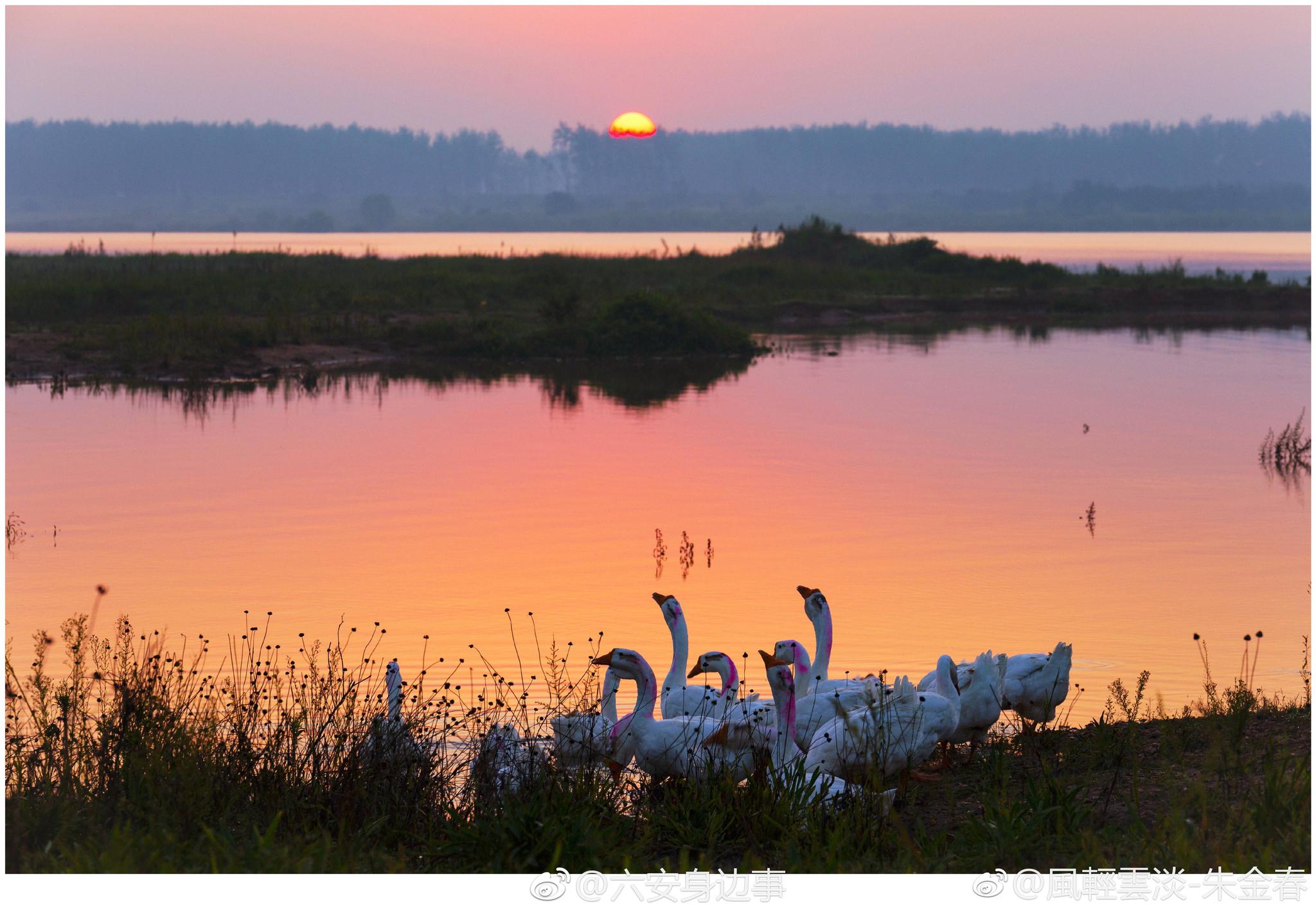 安徽六安,皖西白鹅之乡.看到这样对画面,你会想起哪句诗? 摄影