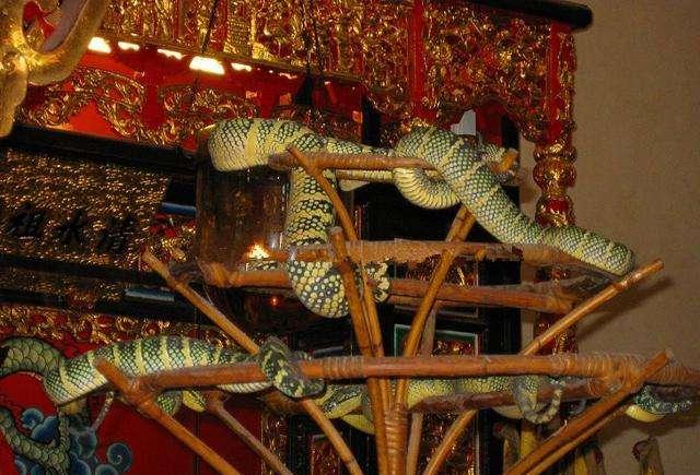 直击世界唯一蛇庙: 养数万毒蛇100年来从不伤人, 被当神职人员