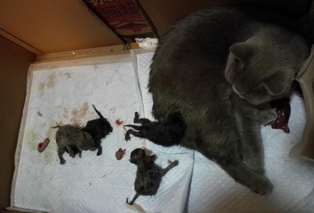 母猫分娩记录,一个半小时顺利生产四只小喵星人