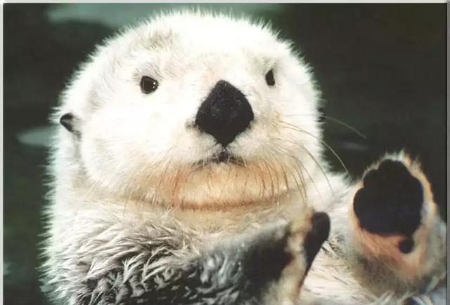 你知道水獭为什么喜欢做害羞捂脸萌萌的表情吗笑到怀疑人生