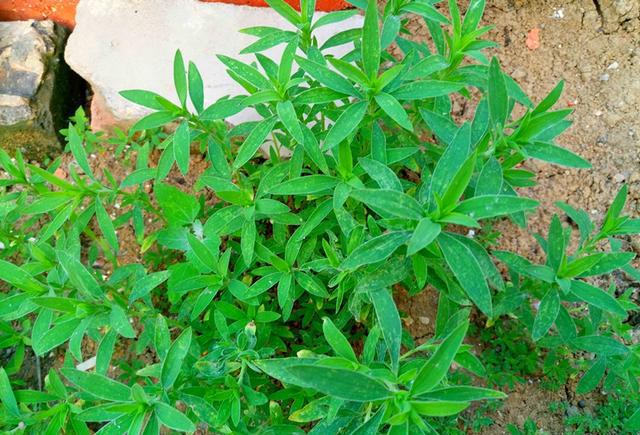 面条菜不仅是一道美味的菜肴,也是中药材,它具有润肺止咳止血的功效