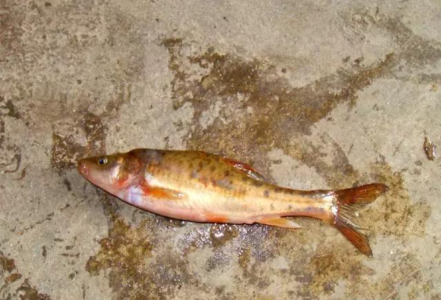 草,埃塘,石鲮等等野生鱼类,还有一种及为罕见的地下河独有的鸭嘴盲鱼