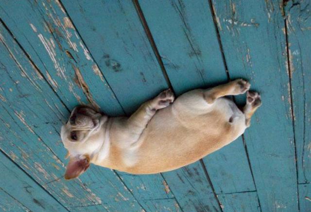 25只狗像气球一样飘到天花板上现在被困住了