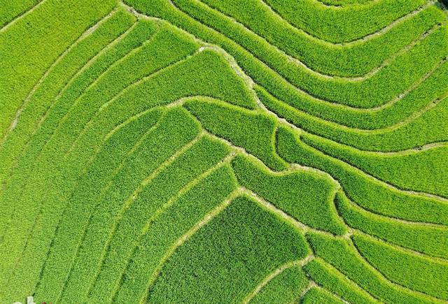 美如画鸟瞰广西罗城喀斯特地貌早稻生机勃勃如铺绿毯