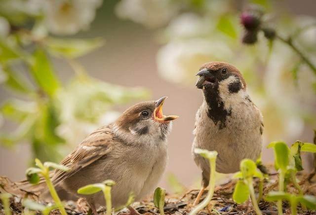 教育作品展:护犊情深的老麻雀|麻雀|狗狗|小麻雀_新浪新闻
