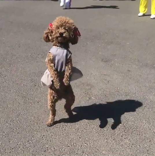 本想到广场上看人跳舞,结果发现一只跳舞泰迪,太逗了!