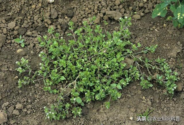 繁缕农民朋友看到就头疼杂草却又减肥功效更是常用药材