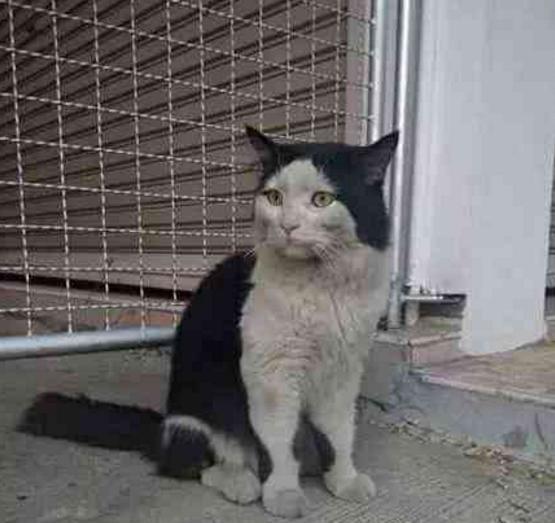 奶牛猫去找隔壁村猫花却灰头土脸的回来了猫打输了好伤心