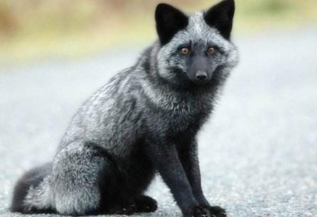 女孩在野外捡了一窝小奶狗,带回家养了7天,发现好像有点不对