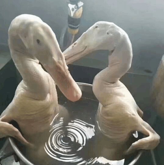 看什么看没看过鸭子洗澡吗