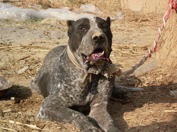 猎杀棕熊专用犬,世代守护着国家安全,史上血统最混乱的超级猛犬