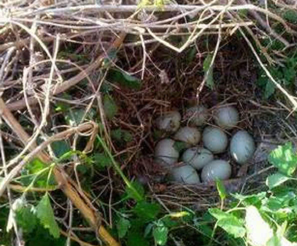 农村小伙野外捡回一窝野蛋孵出之后发现是绿头鸭村民直呼赚到