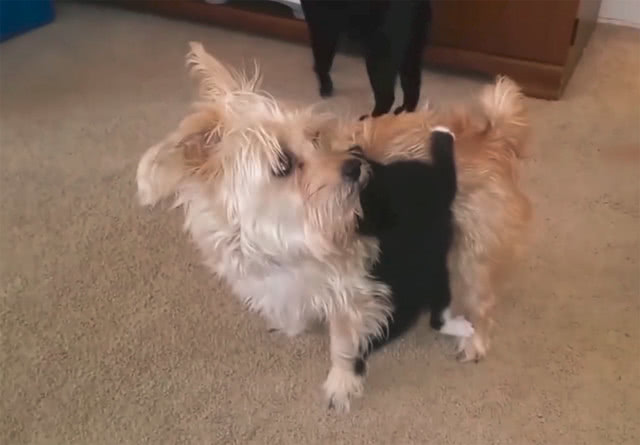 小奶猫扒在狗狗身上不肯走,吓得狗狗直转圈:这啥狗皮膏药