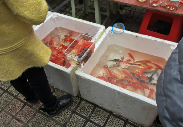 大叔摆摊卖鱼,5元一条,说是能养很久,但买回去不到3天就死