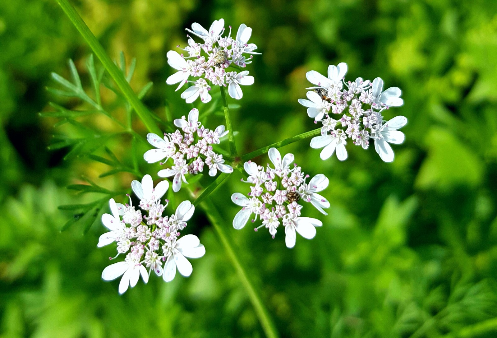 香菜的特殊香味也许你不能接受这些清雅的香菜花你能接受吗