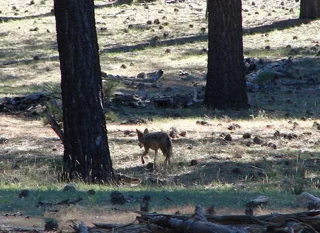 它是最像人类的动物,名字长到没人能一次读对,简直是厉害了!