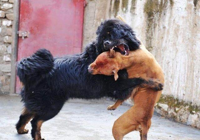 经过良好训练的斗犬无疑是战斗力最强的狗,中国的藏獒,鬼獒,青狼獒