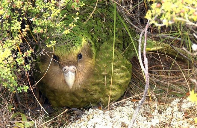 世界上最蠢笨的鸟:不会飞只会爬树,还会把老鼠当对象!